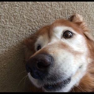 Meet your Posher, Brady